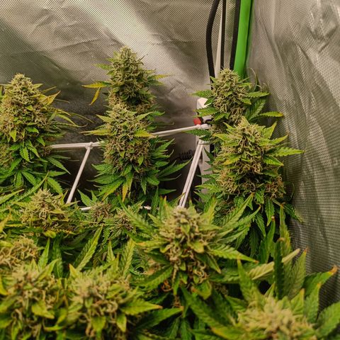 Retard Blue Cheese Automatic growlog timeline photo