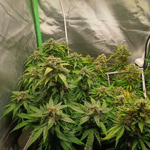 Retard Blue Cheese Automatic growlog timeline photo