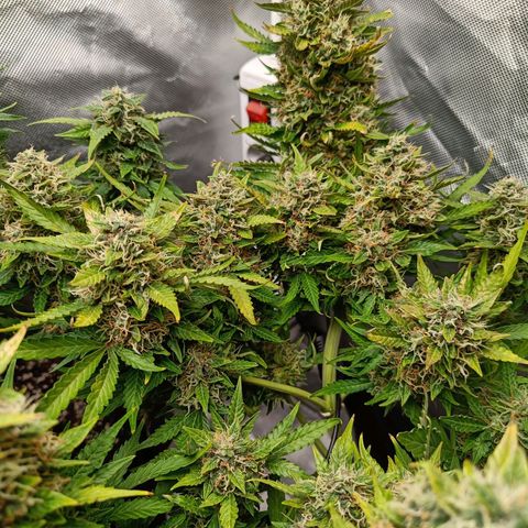 Retard Blue Cheese Automatic growlog timeline photo