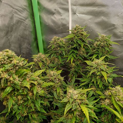 Retard Blue Cheese Automatic growlog timeline photo