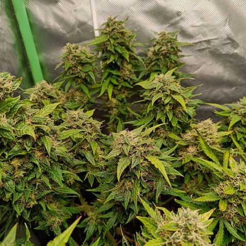 Retard Blue Cheese Automatic growlog timeline photo