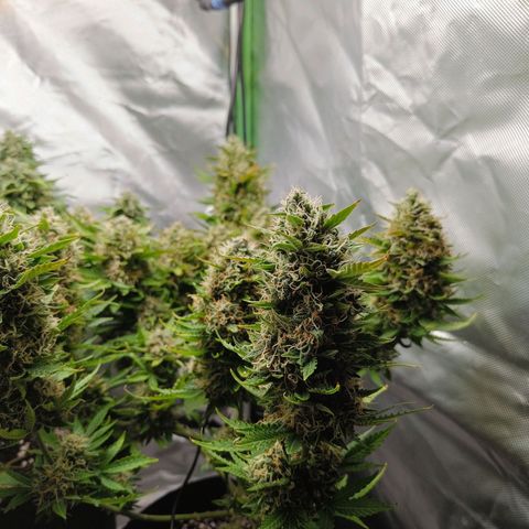 Retard Blue Cheese Automatic growlog timeline photo