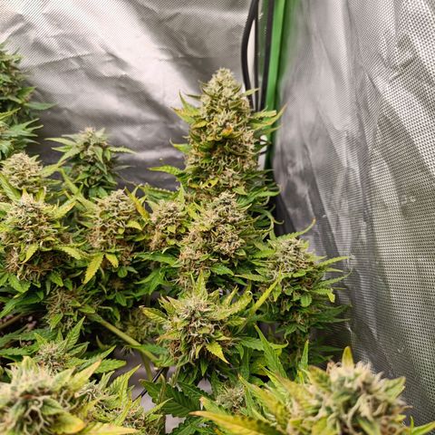 Retard Blue Cheese Automatic growlog timeline photo