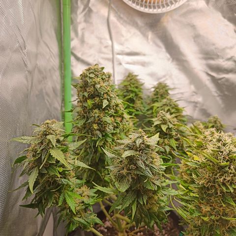 Retard Blue Cheese Automatic growlog timeline photo