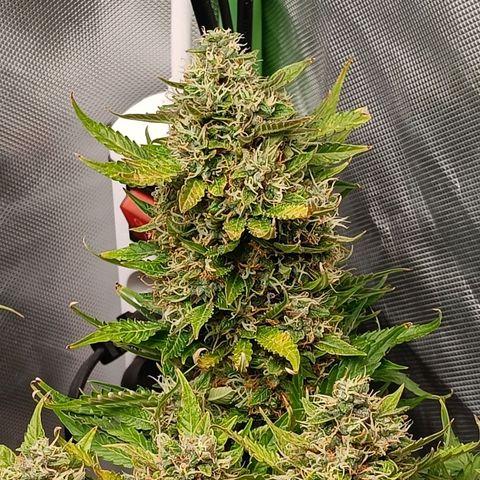 Retard Blue Cheese Automatic growlog timeline photo