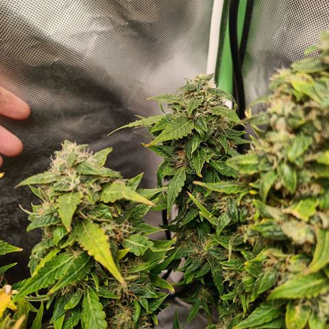 Retard Blue Cheese Automatic growlog timeline photo