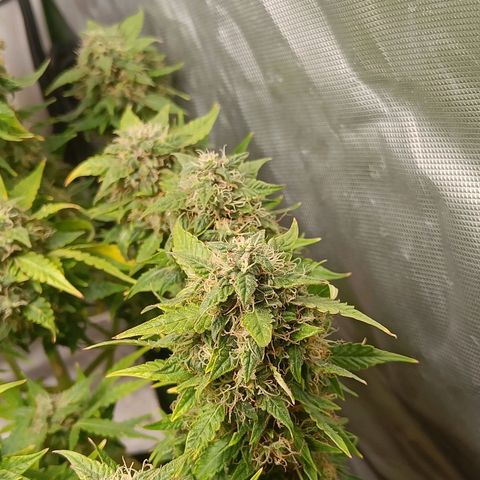 Retard Blue Cheese Automatic growlog timeline photo