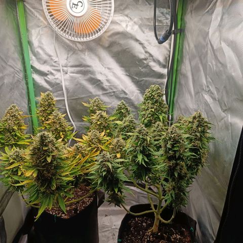 Retard Blue Cheese Automatic growlog timeline photo