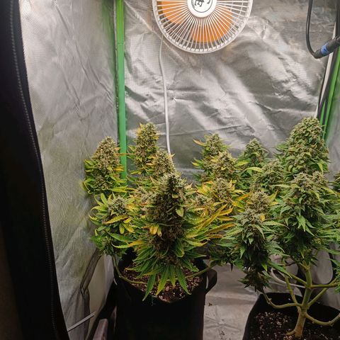 Retard Blue Cheese Automatic growlog timeline photo