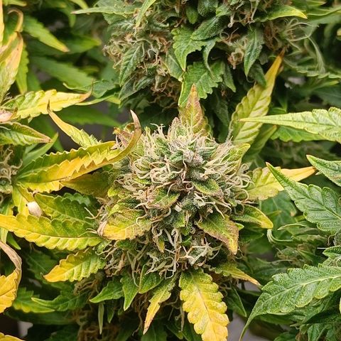 Retard Blue Cheese Automatic growlog timeline photo