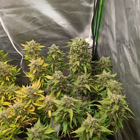 Retard Blue Cheese Automatic growlog timeline photo