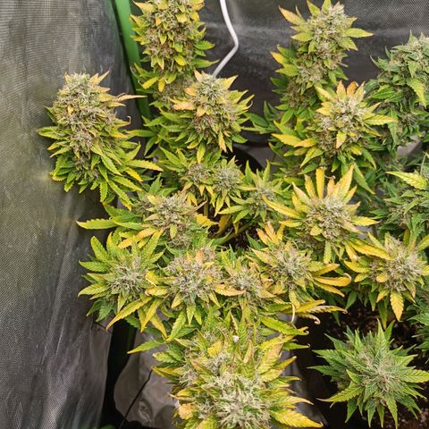Retard Blue Cheese Automatic growlog timeline photo
