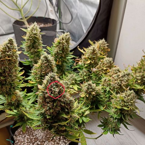 Retard Blue Cheese Automatic growlog photo: Warning!! 

Toi kohta tuli vahingossa saksien uhriksi trimmaamisessa