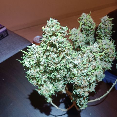 Retard Blue Cheese Automatic growlog timeline photo