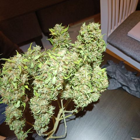 Retard Blue Cheese Automatic growlog timeline photo