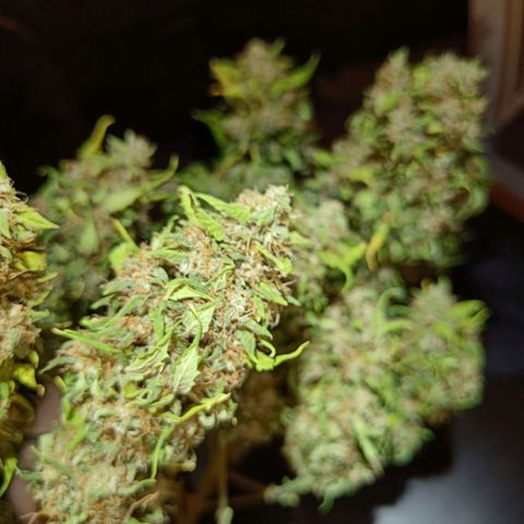Retard Blue Cheese Automatic growlog timeline photo