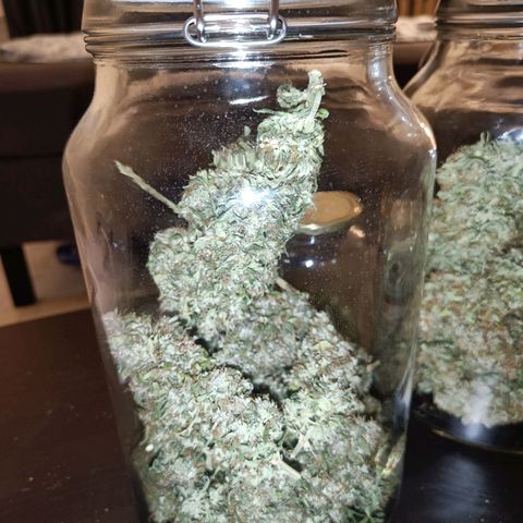 Blue Cheese Automatic growlog timeline photo