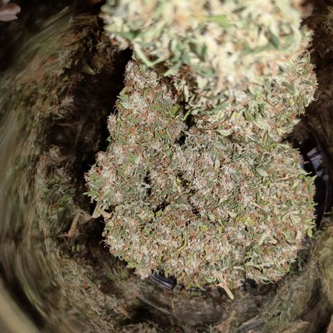 Blue Cheese Automatic growlog timeline photo