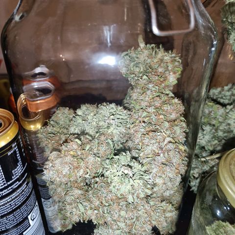 Retard Blue Cheese Automatic growlog timeline photo