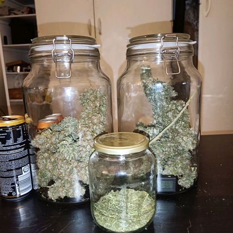 Retard Blue Cheese Automatic growlog timeline photo