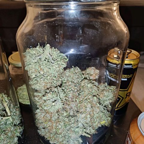 Retard Blue Cheese Automatic growlog timeline photo