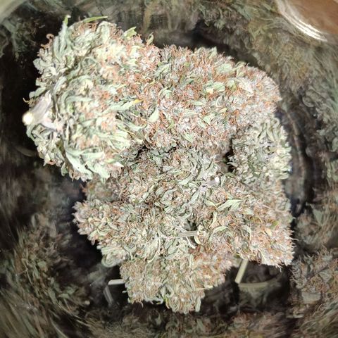 Retard Blue Cheese Automatic growlog timeline photo