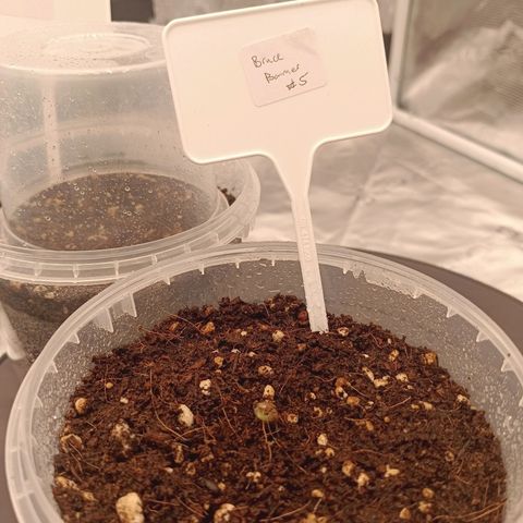 Bruce Banner #5 growlog timeline photo