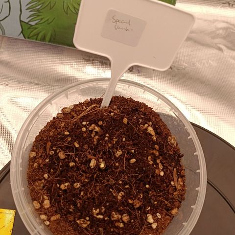 Special Skunk - Bulk seed bank growlog timeline photo