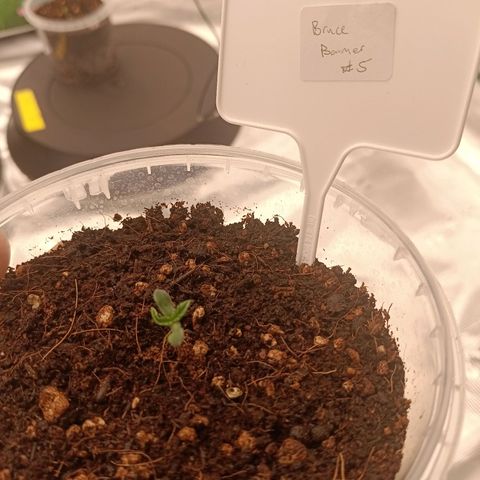 Bruce Banner #5 growlog timeline photo