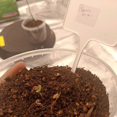 Special Skunk - Bulk seed bank growlog timeline photo