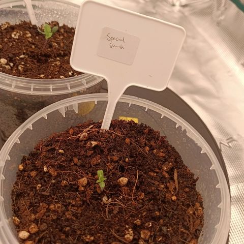 Special Skunk - Bulk seed bank growlog timeline photo