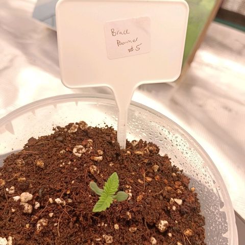 Bruce Banner #5 growlog timeline photo