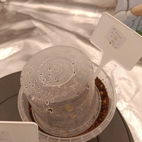 Mimosa x Orange Punch #1 growlog photo: New seed has been planted. Previous seed did not germinate