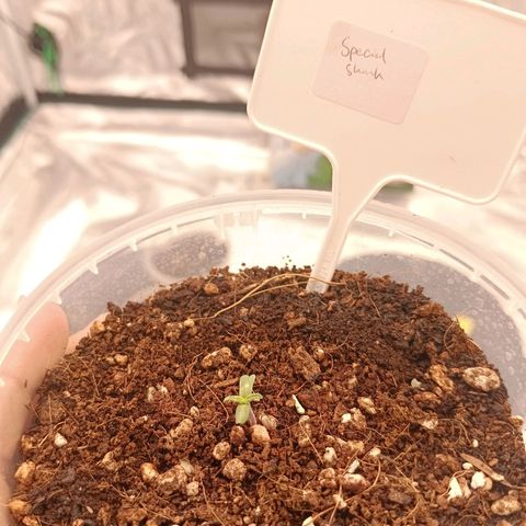 Special Skunk - Bulk seed bank growlog timeline photo