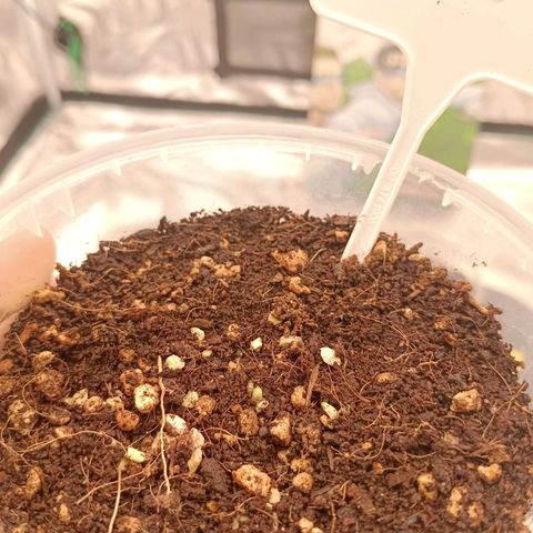 Mimosa x Orange Punch #1 growlog timeline photo