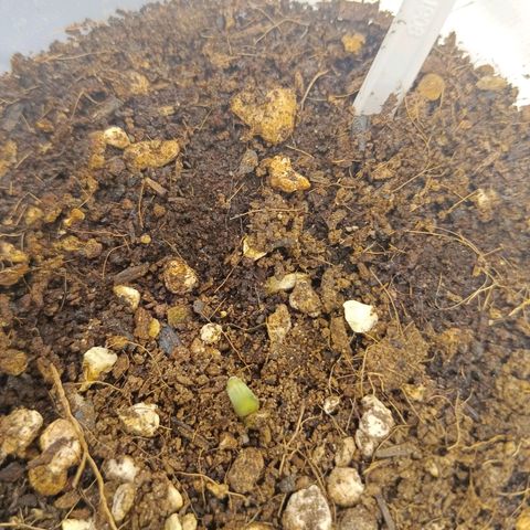 Mimosa x Orange Punch #1 growlog timeline photo