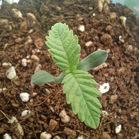 Bruce Banner #5 growlog timeline photo