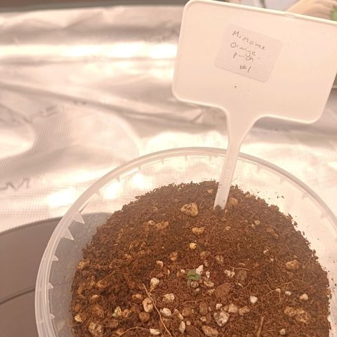 Mimosa x Orange Punch #1 growlog timeline photo