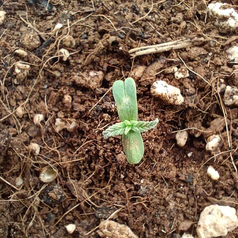 Special Skunk - Bulk seed bank growlog timeline photo
