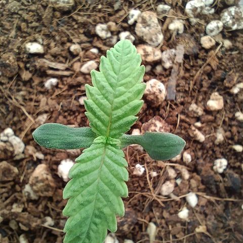 Bruce Banner #5 growlog timeline photo