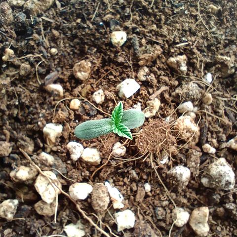 Mimosa x Orange Punch #1 growlog timeline photo