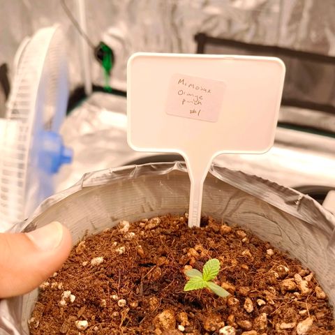 Mimosa x Orange Punch #1 growlog timeline photo