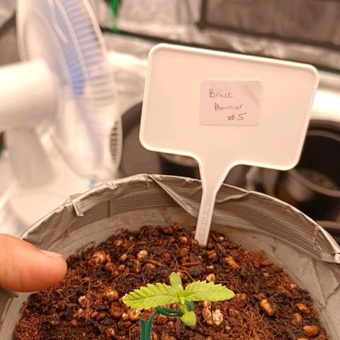 Bruce Banner #5 growlog timeline photo