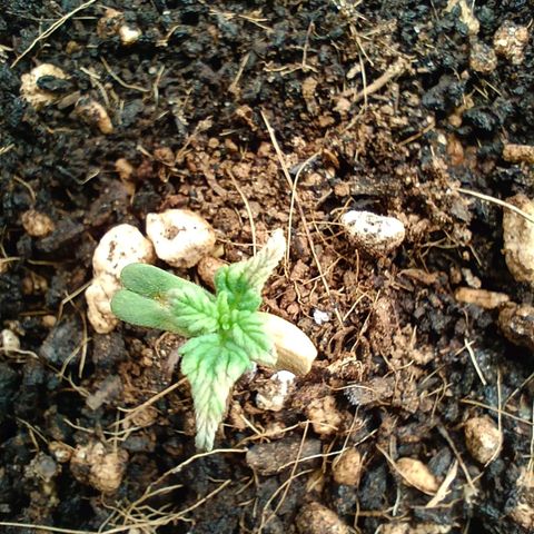 Special Skunk - Bulk seed bank growlog photo: Some mf disease 