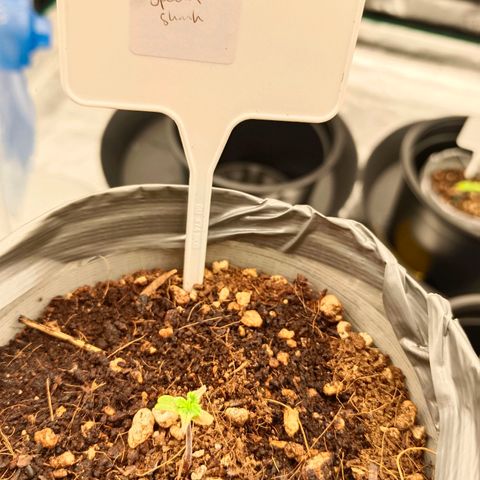 Special Skunk - Bulk seed bank growlog photo: Some mf disease 