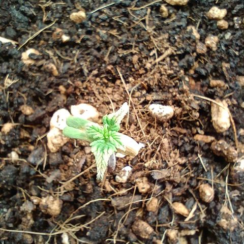 Special Skunk - Bulk seed bank growlog photo: Some mf disease 