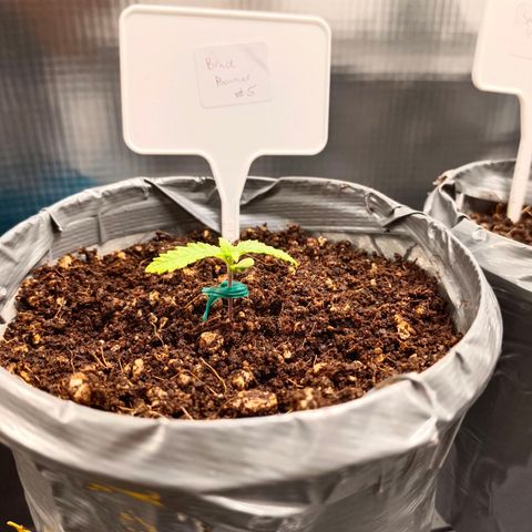 Bruce Banner #5 growlog timeline photo