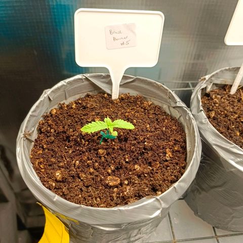 Bruce Banner #5 growlog timeline photo