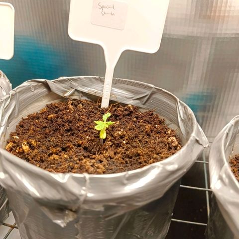 Special Skunk - Bulk seed bank growlog timeline photo