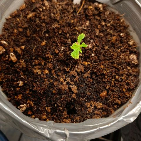 Special Skunk - Bulk seed bank growlog timeline photo